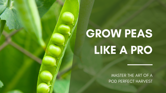 COBBII CREEK FARM | GROW PEAS LIKE A PRO
