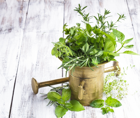 Best Herbs to Start from Seed (and How to Grow Them)