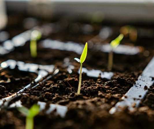 Common Seed Starting Mistakes (and How to Avoid Them)