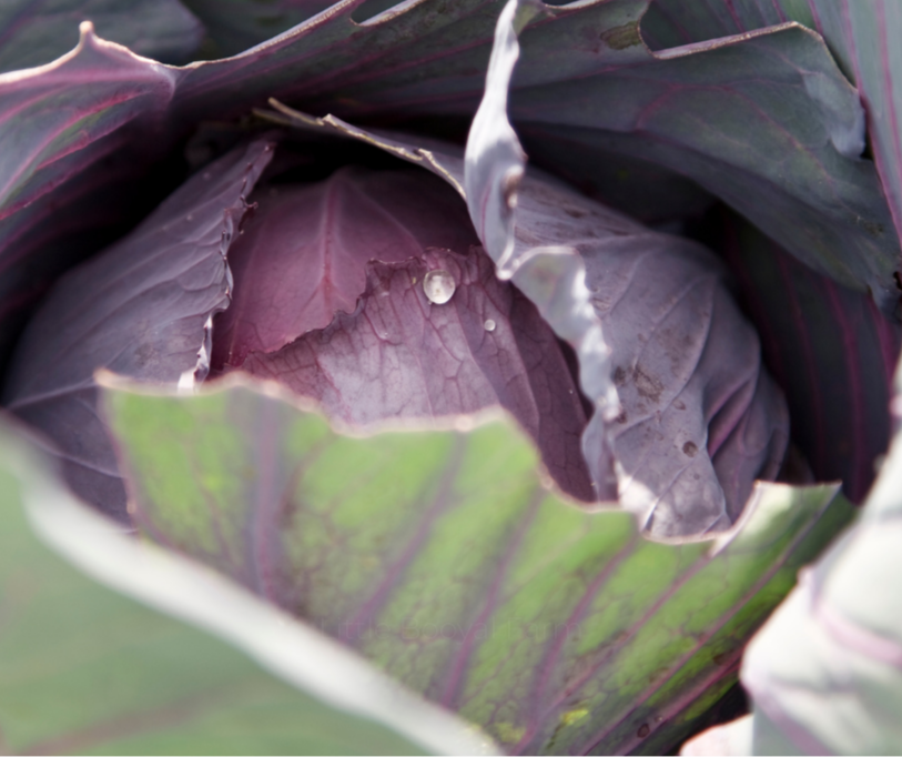 CABBAGE - Red Acre Seeds