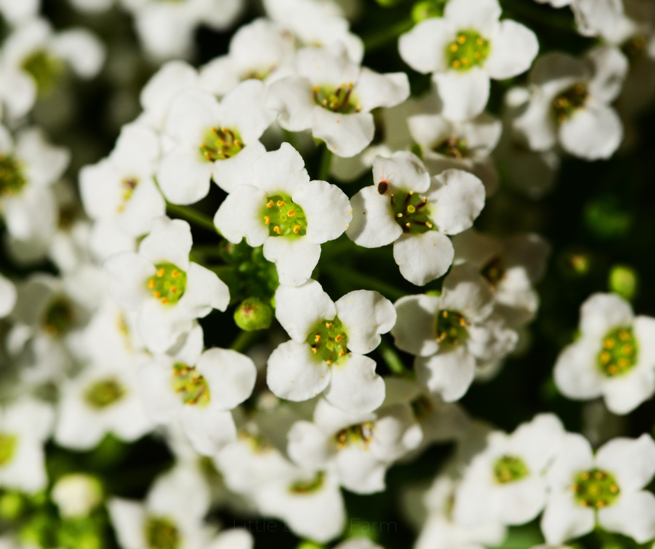COBBII CREEK FARM | ALYSSUM CARPET OF SNOW
