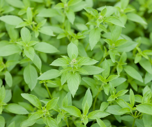 BASIL Lemon/Lime Seeds