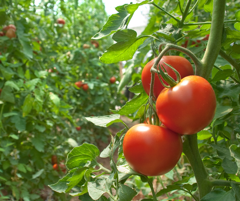TOMATO Saint Pierre Seeds