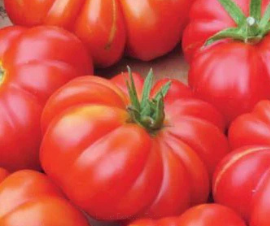 TOMATO Mortgage Lifter Seeds
