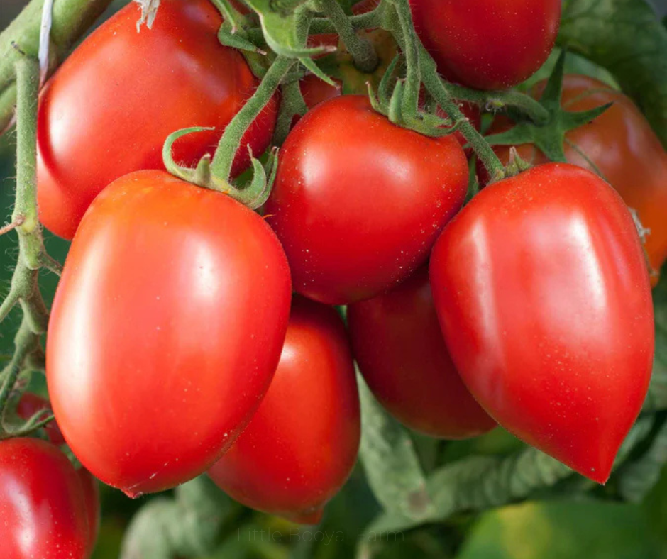 TOMATO Amish Paste Seeds
