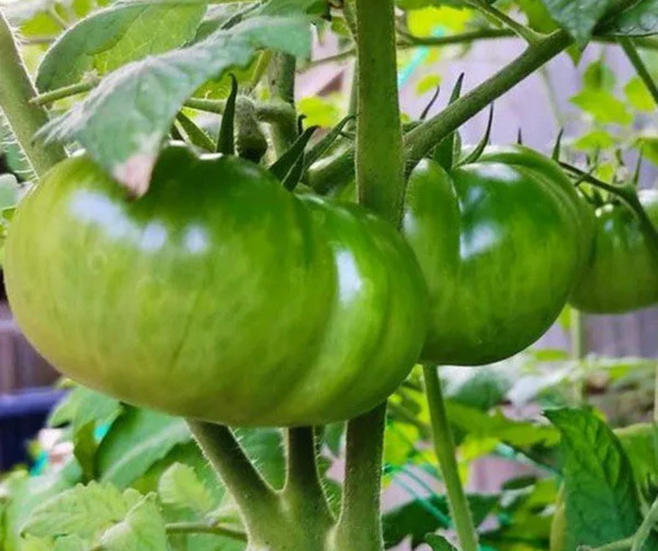 TOMATO Aunt Ruby Green Seeds