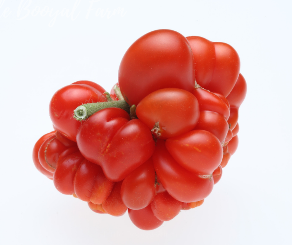 TOMATO Reistomate Seeds