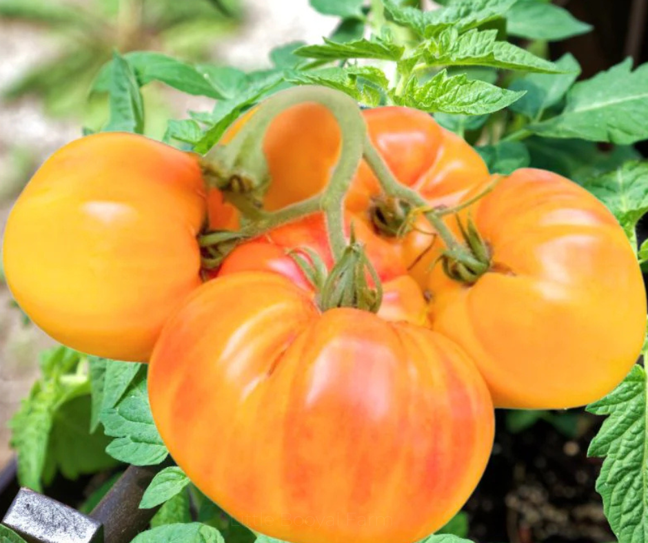 TOMATO Pineapple Seeds