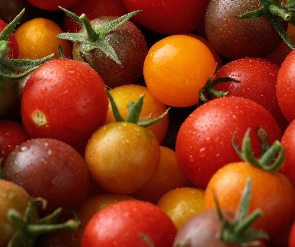 TOMATO Cherry Mix Seeds