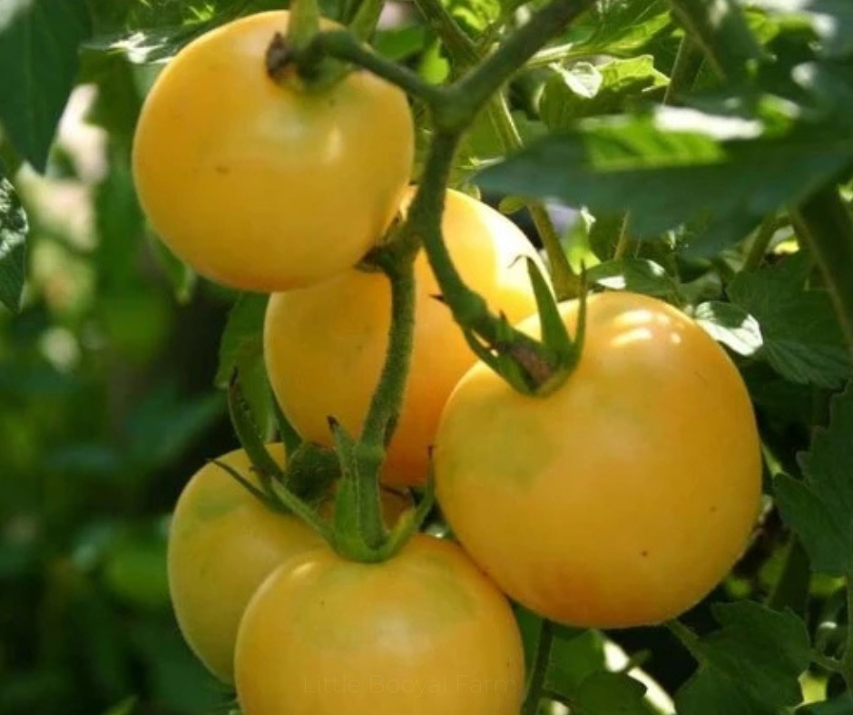TOMATO Peach Seeds