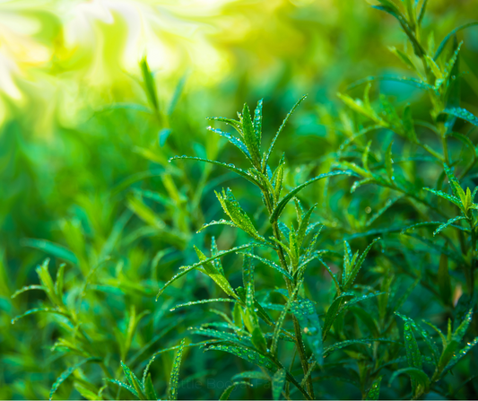 TARRAGON Russian Seeds
