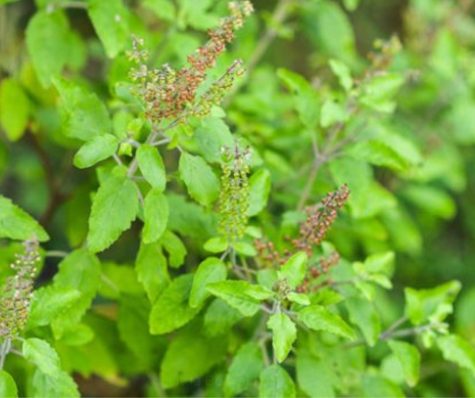 BASIL Holy Green Seeds