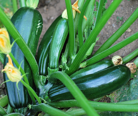 ZUCCHINI Black Beauty Seeds