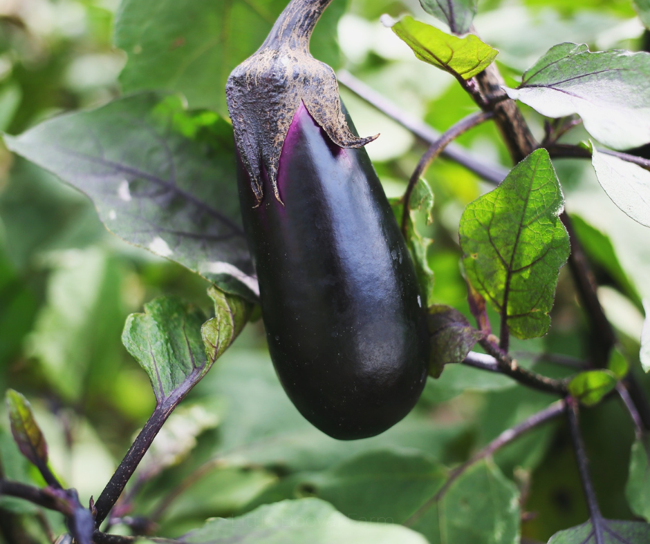 EGGPLANT Black Beauty Seeds