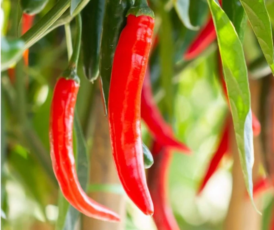 CHILLI - CAYENNE Seeds