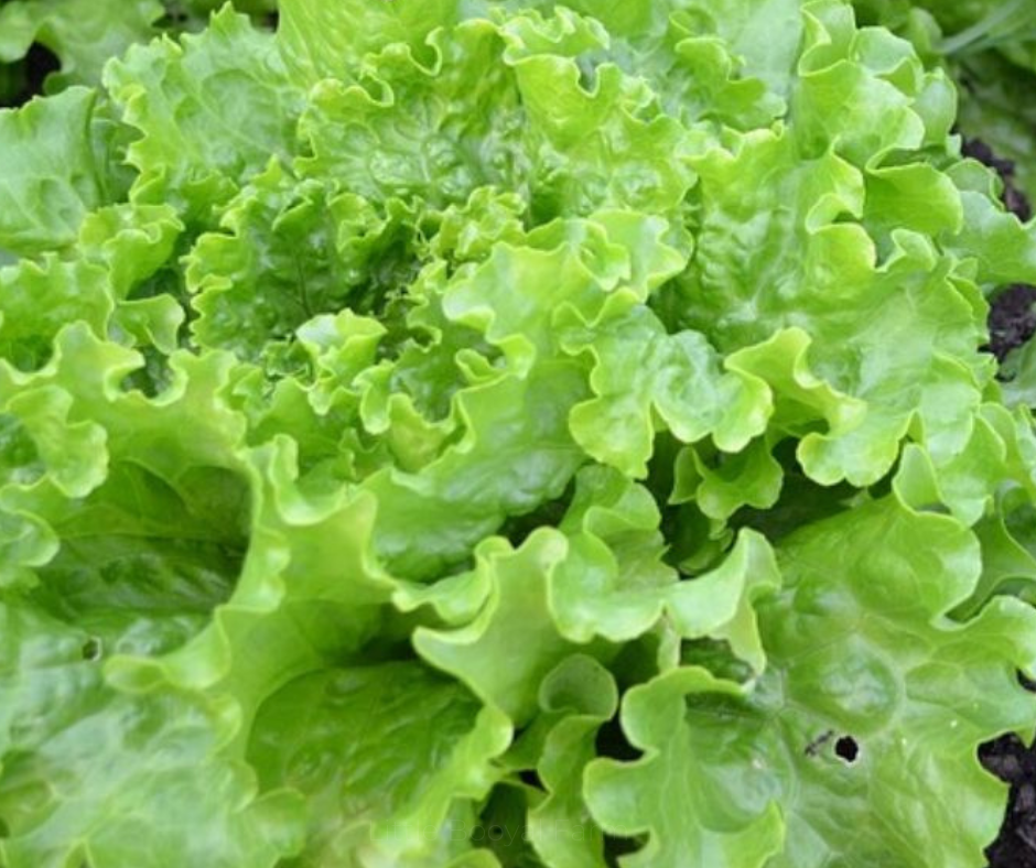 LETTUCE - Salad Bowl Green