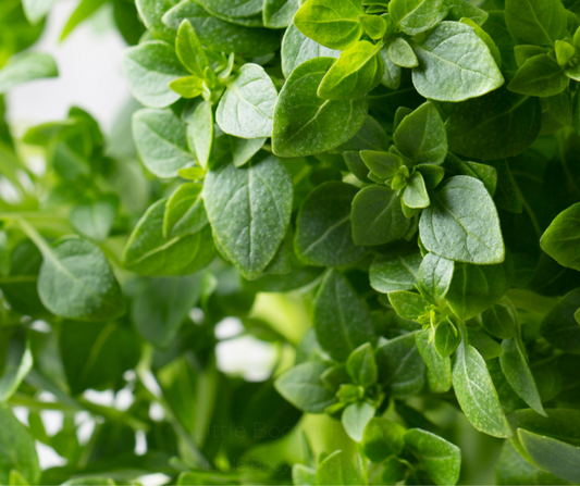 BASIL Mini Spicy Seeds