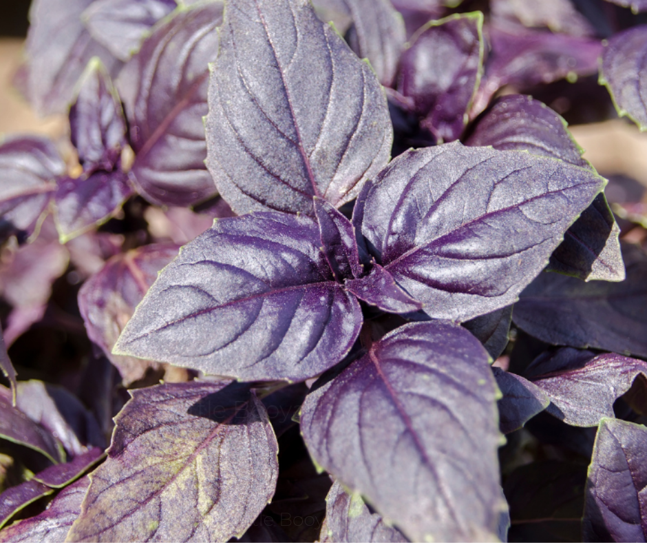 BASIL Red Italian Seeds