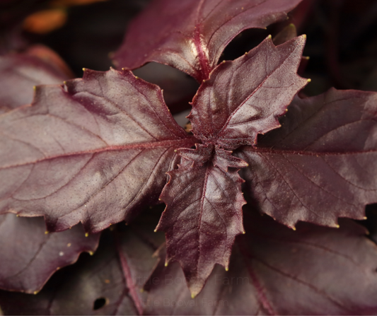 BASIL Red Rubin Seeds