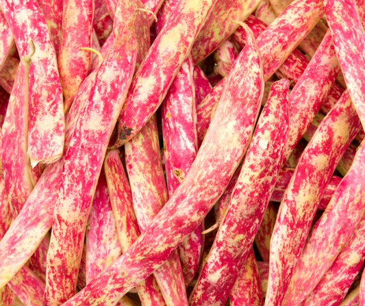 COBBII CREEK FARM | BORLOTTI BEAN