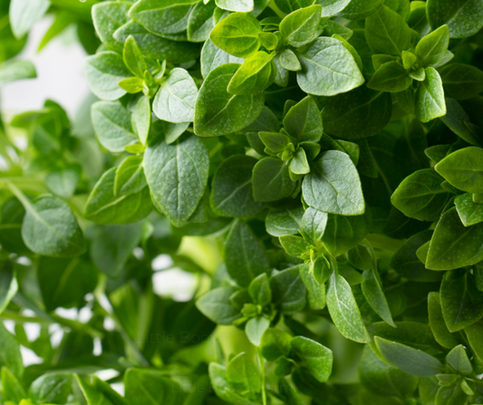 BASIL Fine Leaf Seeds