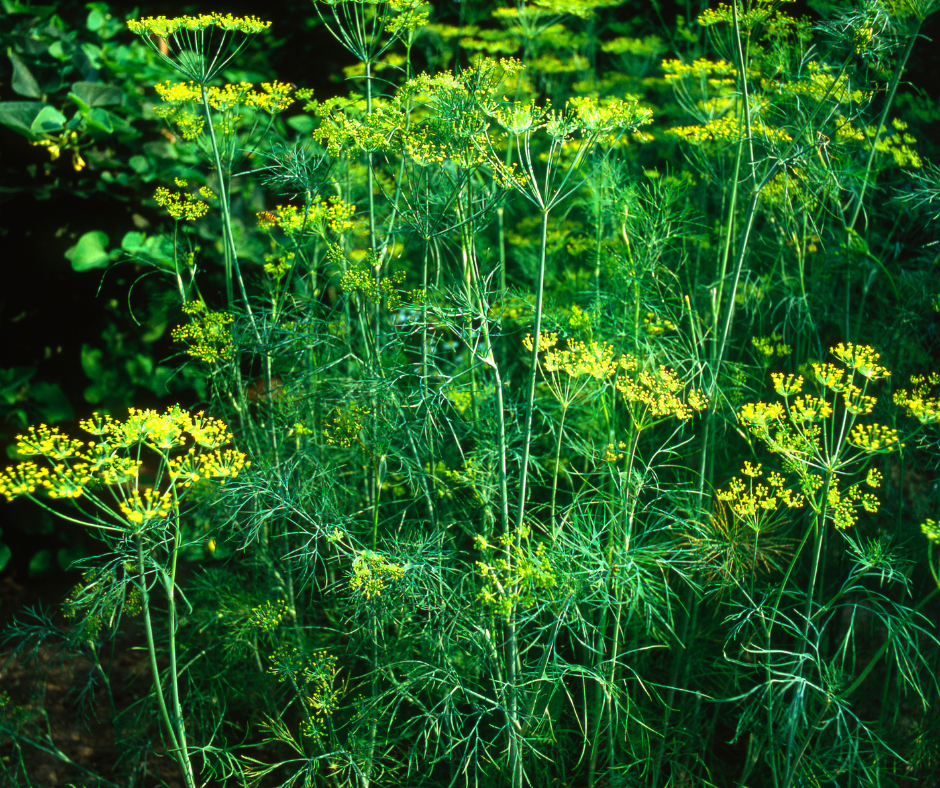 Dill Mammoth Seeds