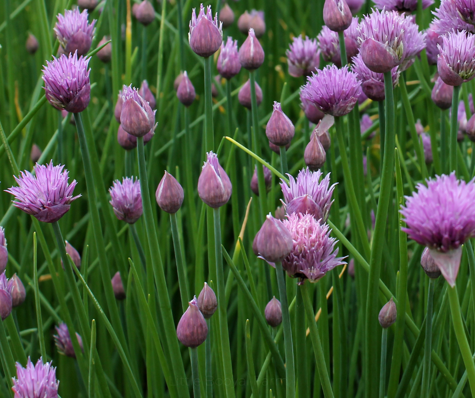 Chives Natsuyo Seeds