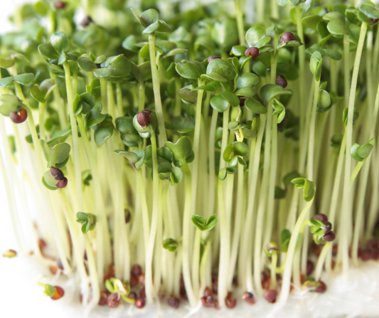 Broccoli Green Sprouting Seeds