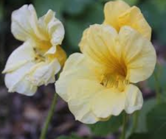 Nasturtium Gleam Moon Seeds