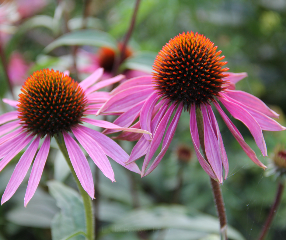 COBBII CREEK FARM | ECHINACEAPURPLE