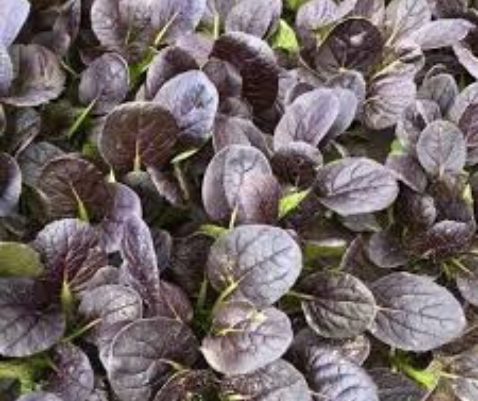 Tatsoi Purple Seeds