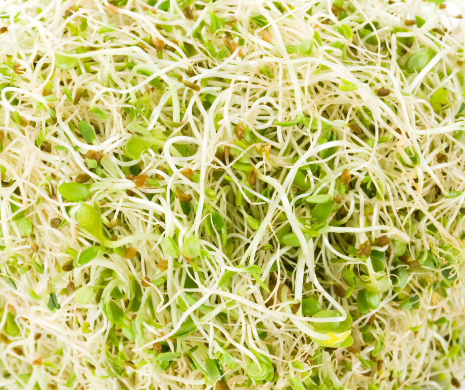 COBBII CREEK FARM | ALFALFA