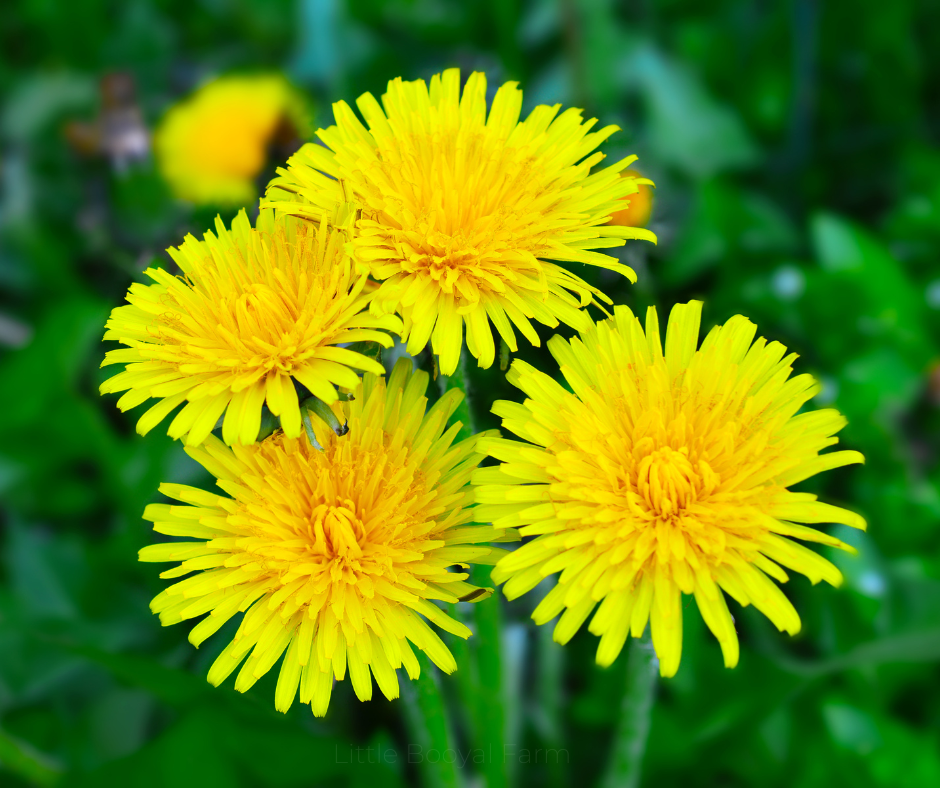DANDELION SEEDS