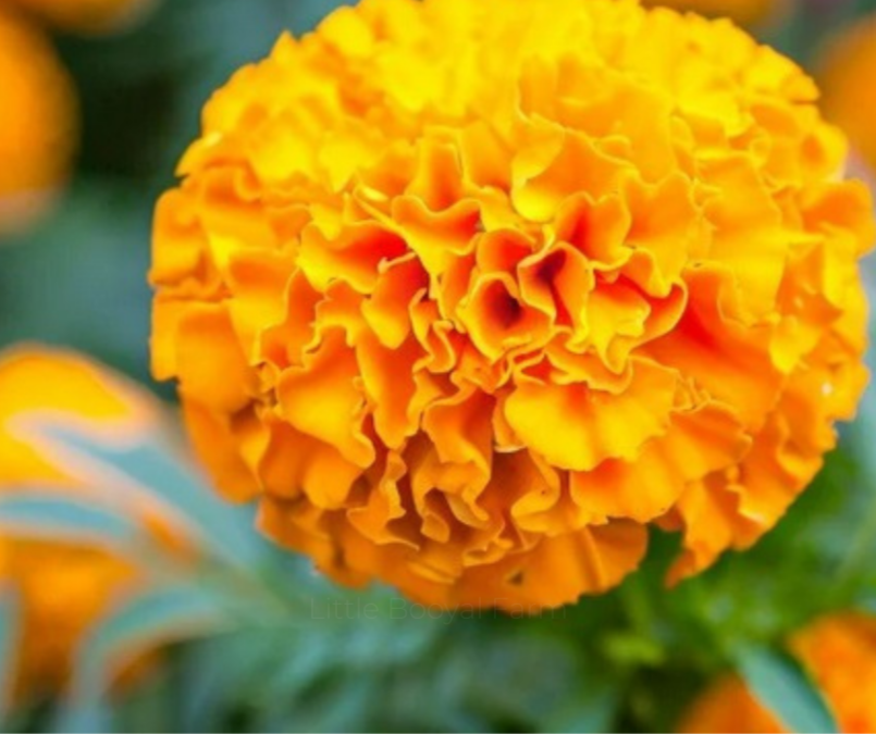 Little Booyal Farm | Marigold Crackerjack Seeds
