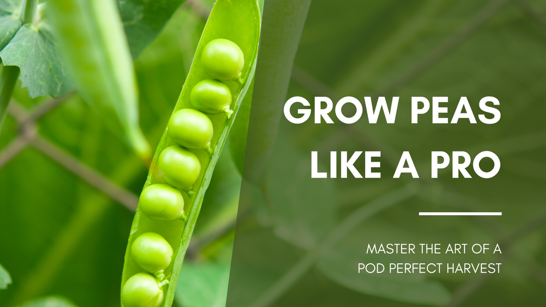COBBII CREEK FARM | GROW PEAS LIKE A PRO