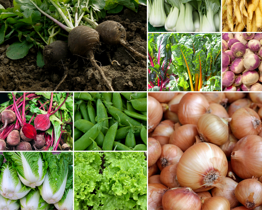 WINTER Seed Pack - A