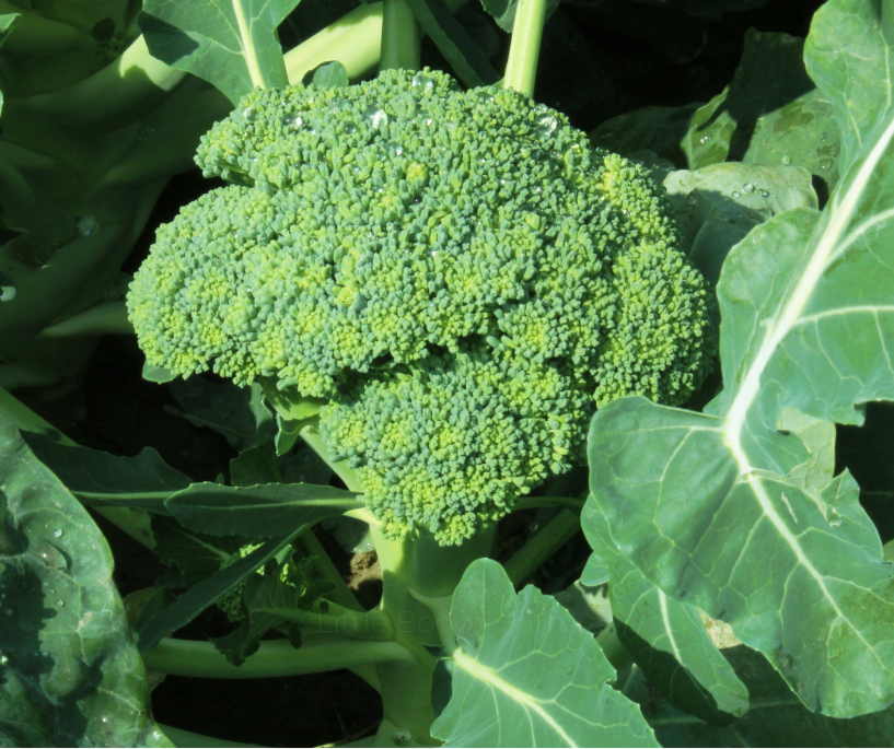 BROCCOLI Di Ciccio Seeds