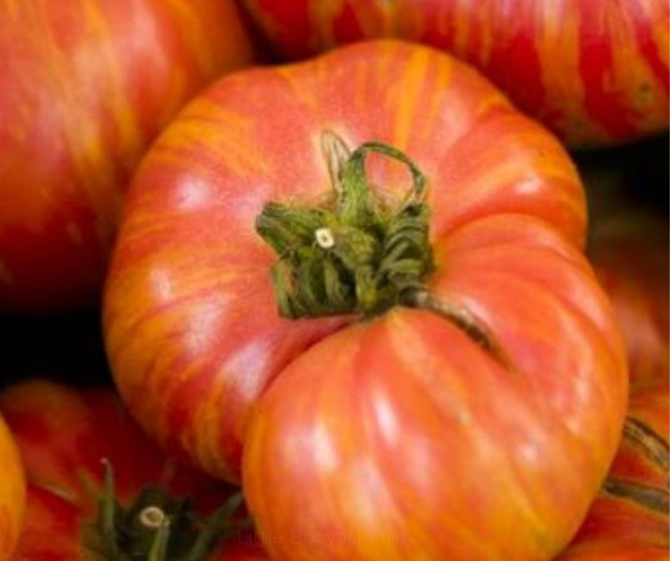 TOMATO Big Rainbow Seeds