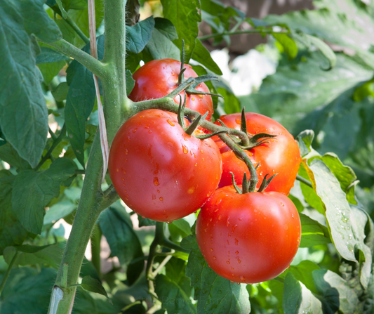 TOMATO Daydream Seeds