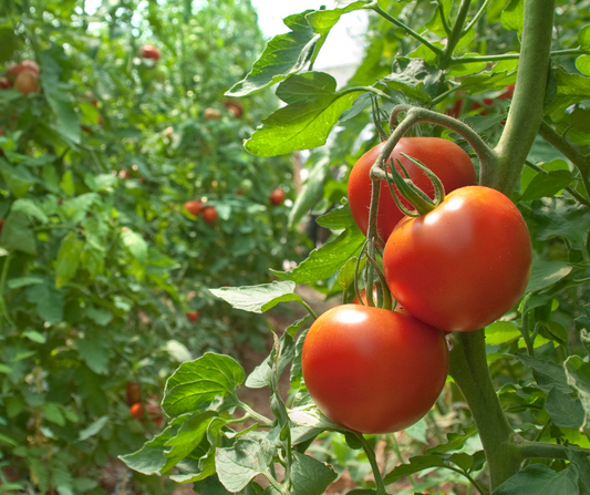 TOMATO Saint Pierre Seeds