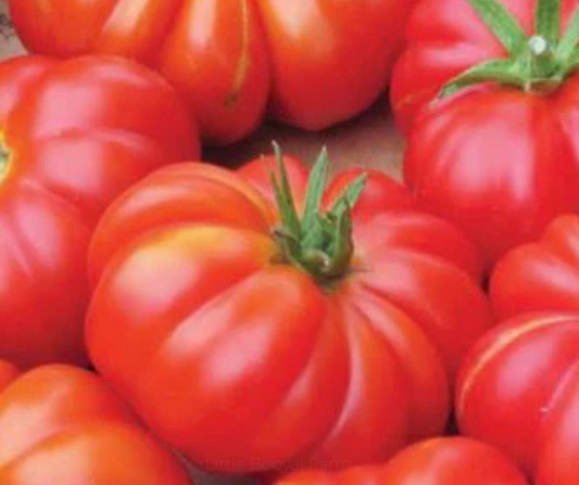 TOMATO Mortgage Lifter Seeds