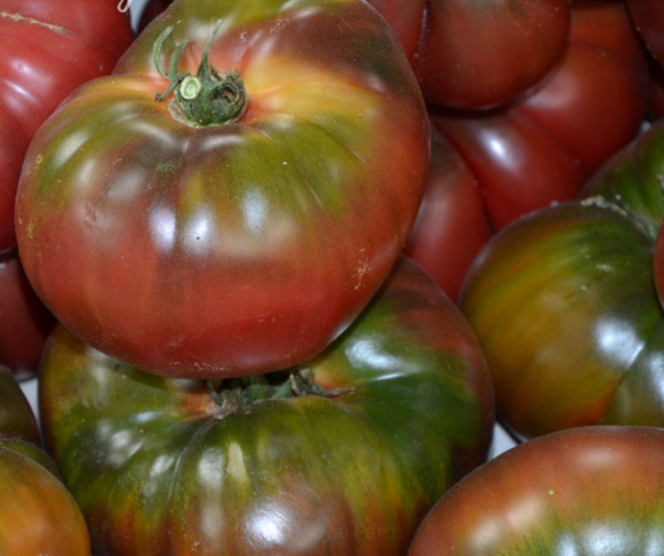 TOMATO Black Krim Seeds