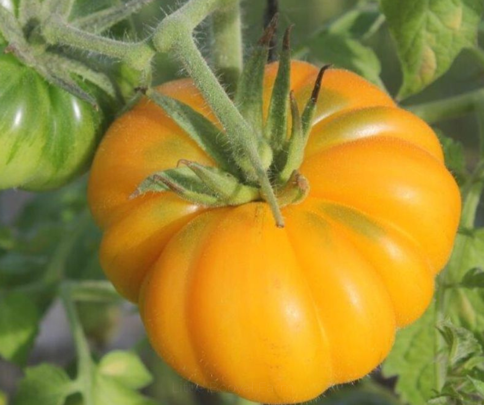 TOMATO Yellow Stuffer Seeds