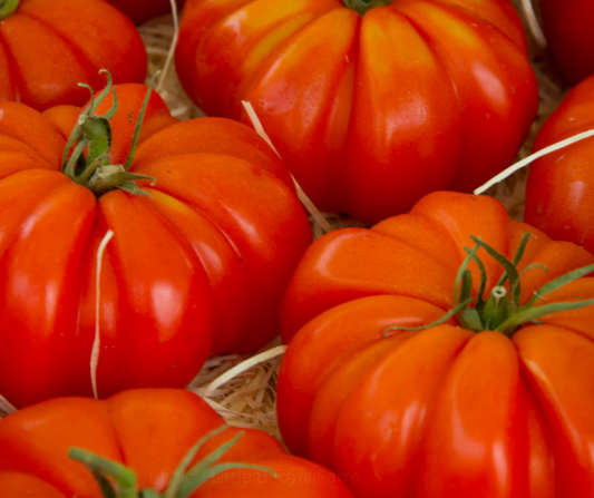 TOMATO Beefsteak Seeds
