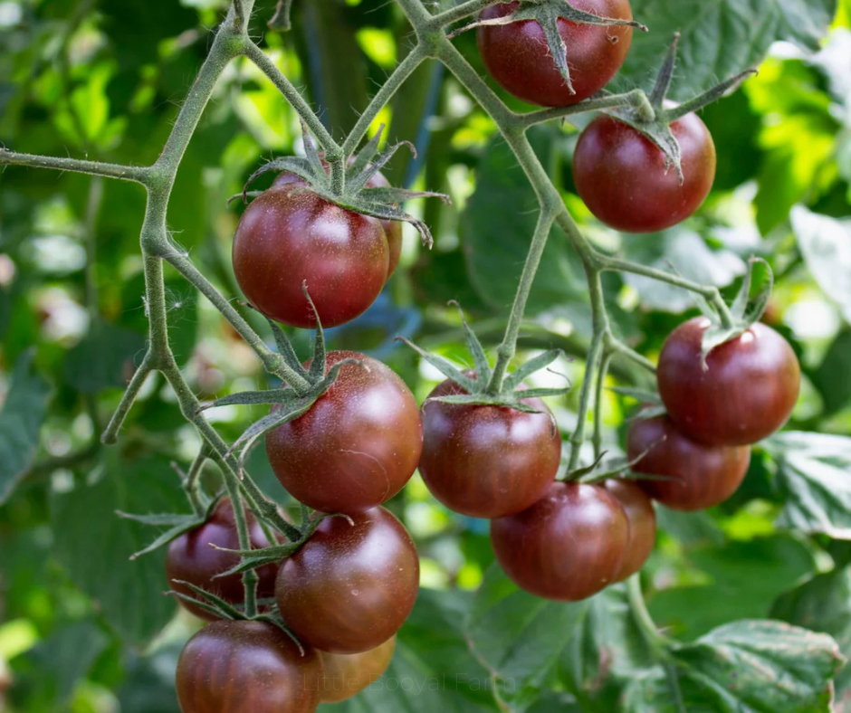 TOMATO Black Cherry Seeds