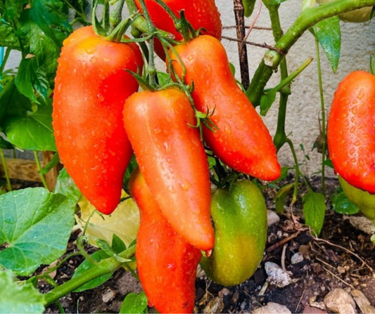 TOMATO Rams Horn Seeds