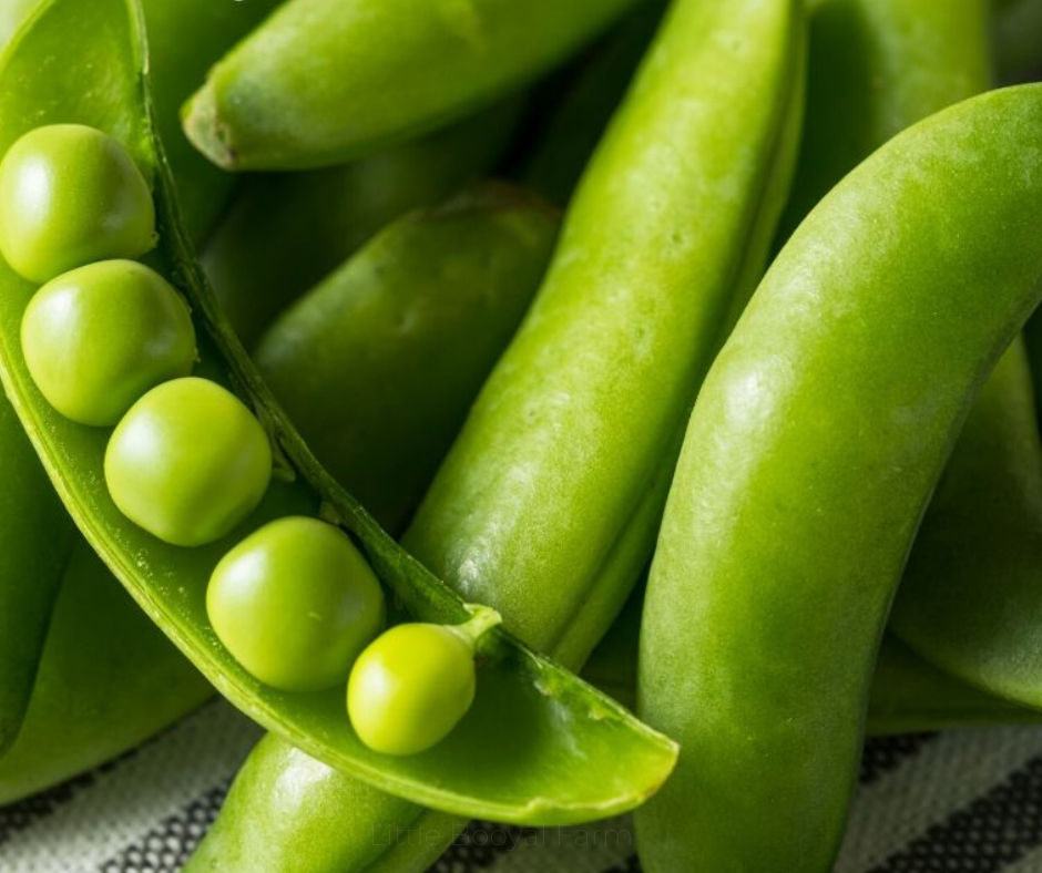 SNAP PEA CASCADIA Seeds