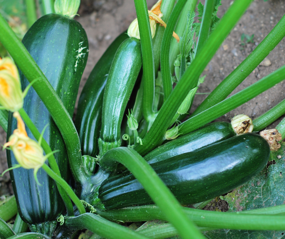 ZUCCHINI Black Beauty Seeds