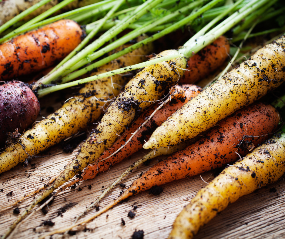 CARROT Rainbow Seeds
