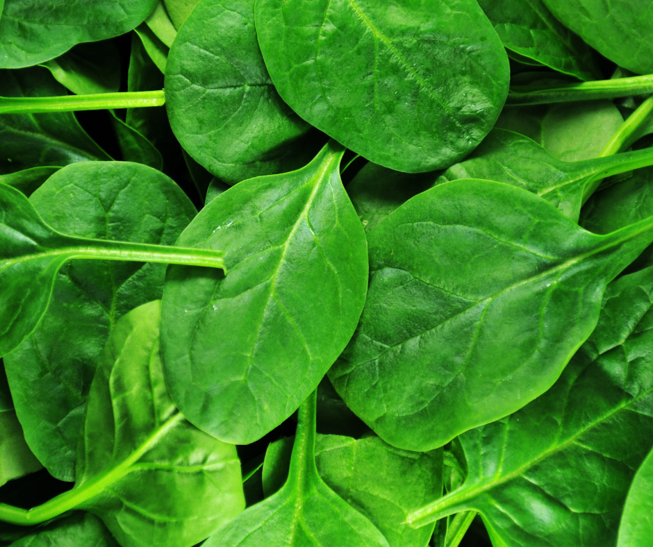 SPINACH Bloomsdale Seeds
